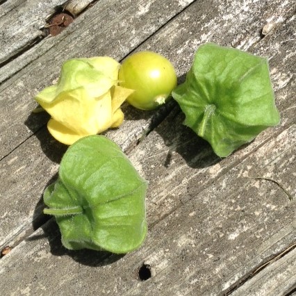 ground cherry