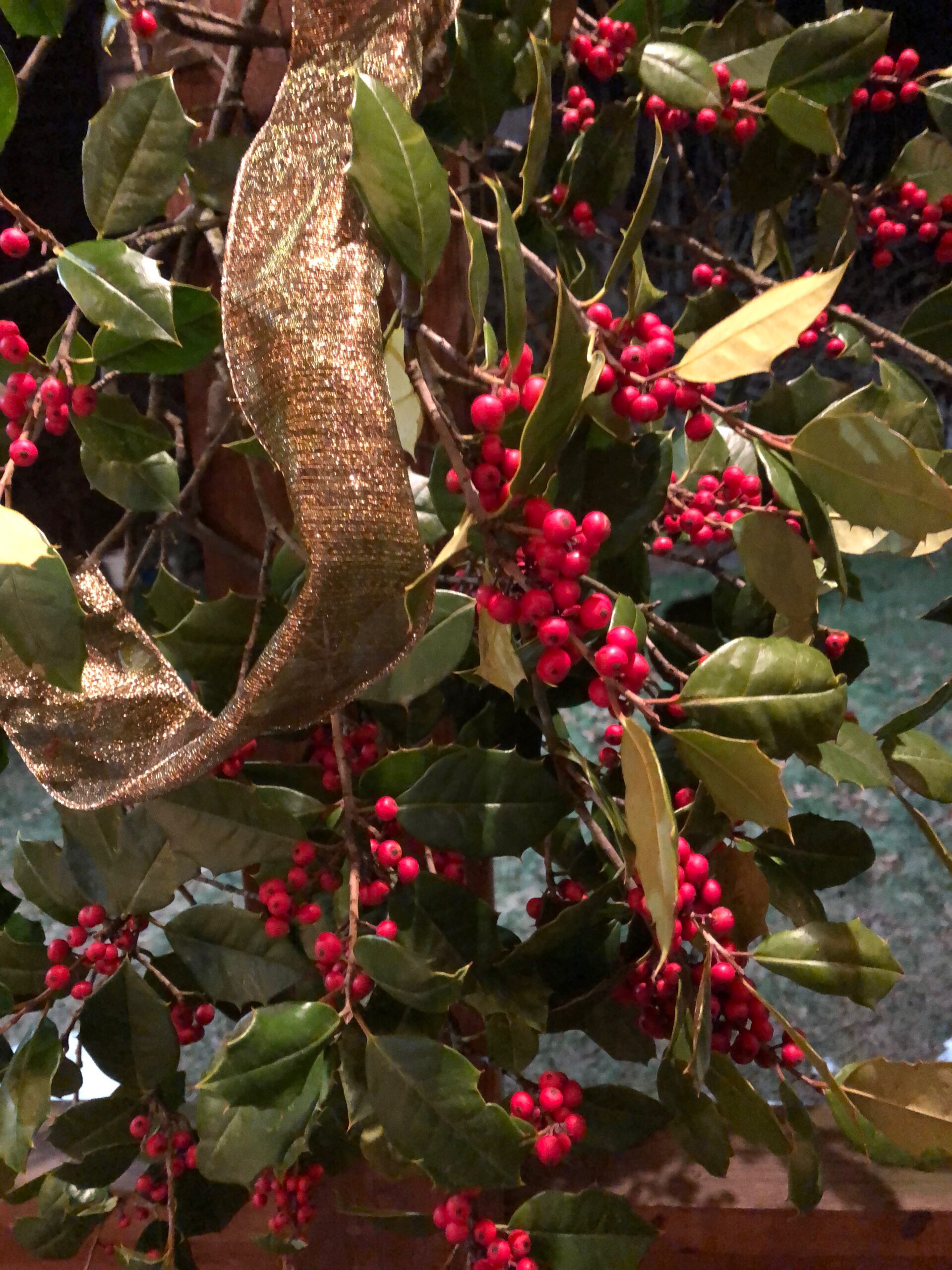 Bunch of holly cuttings on author's front portch
