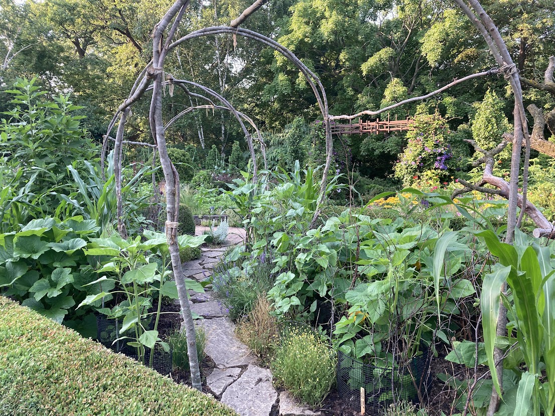 A narrow stone path through tall squash, corn, and milkweed, with a rustic sapling trellis.