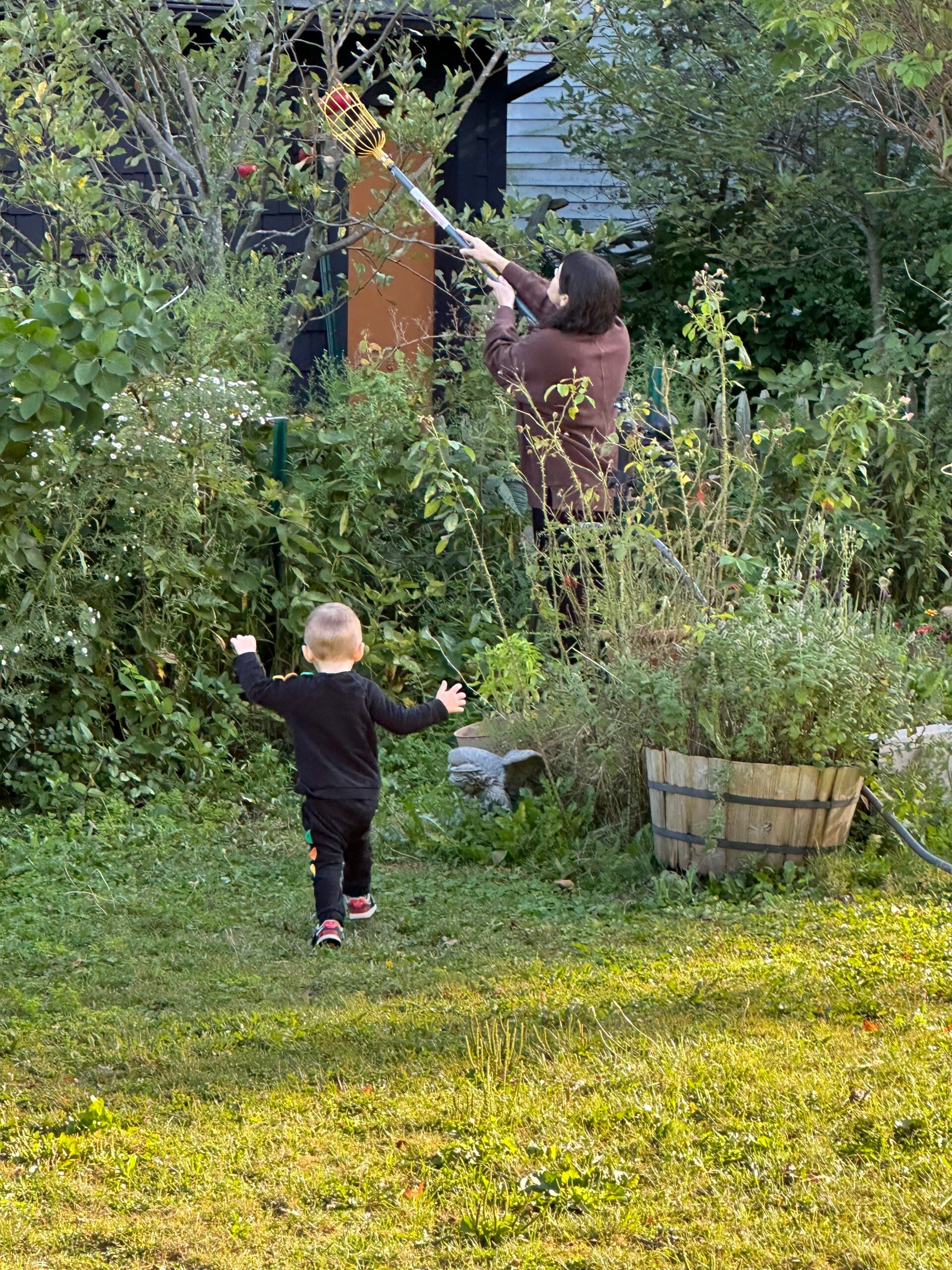 Wolfie in the garden while picking apples