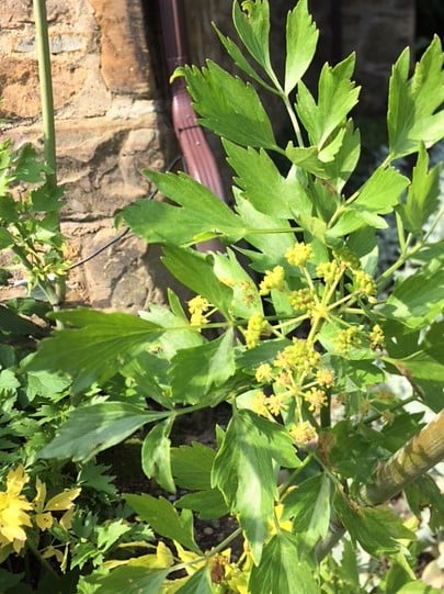 lovage