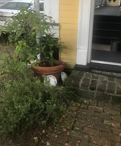 Author's front door with herbs