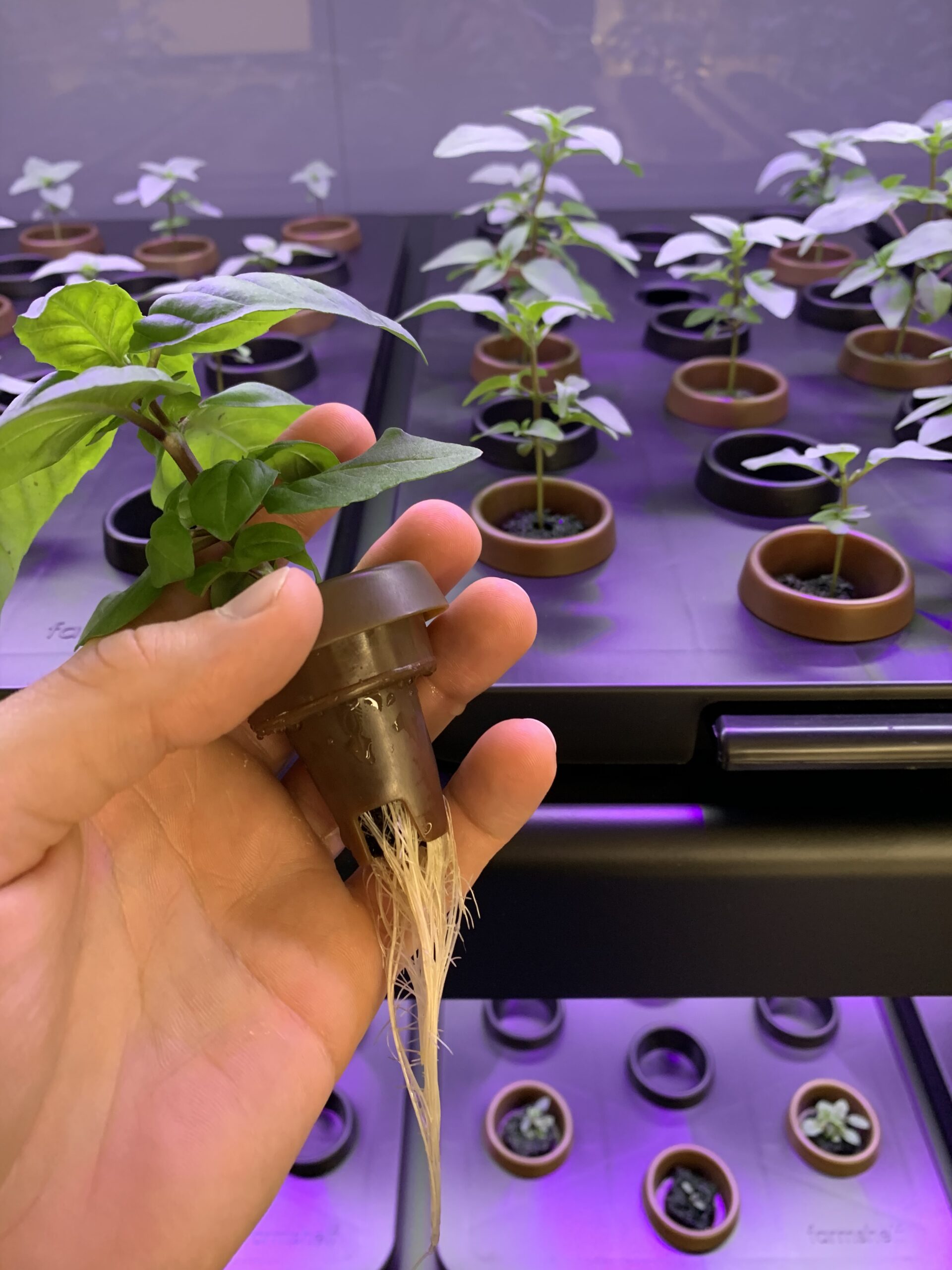 Basil in Farmshelf Hydroponic Growing Chamber