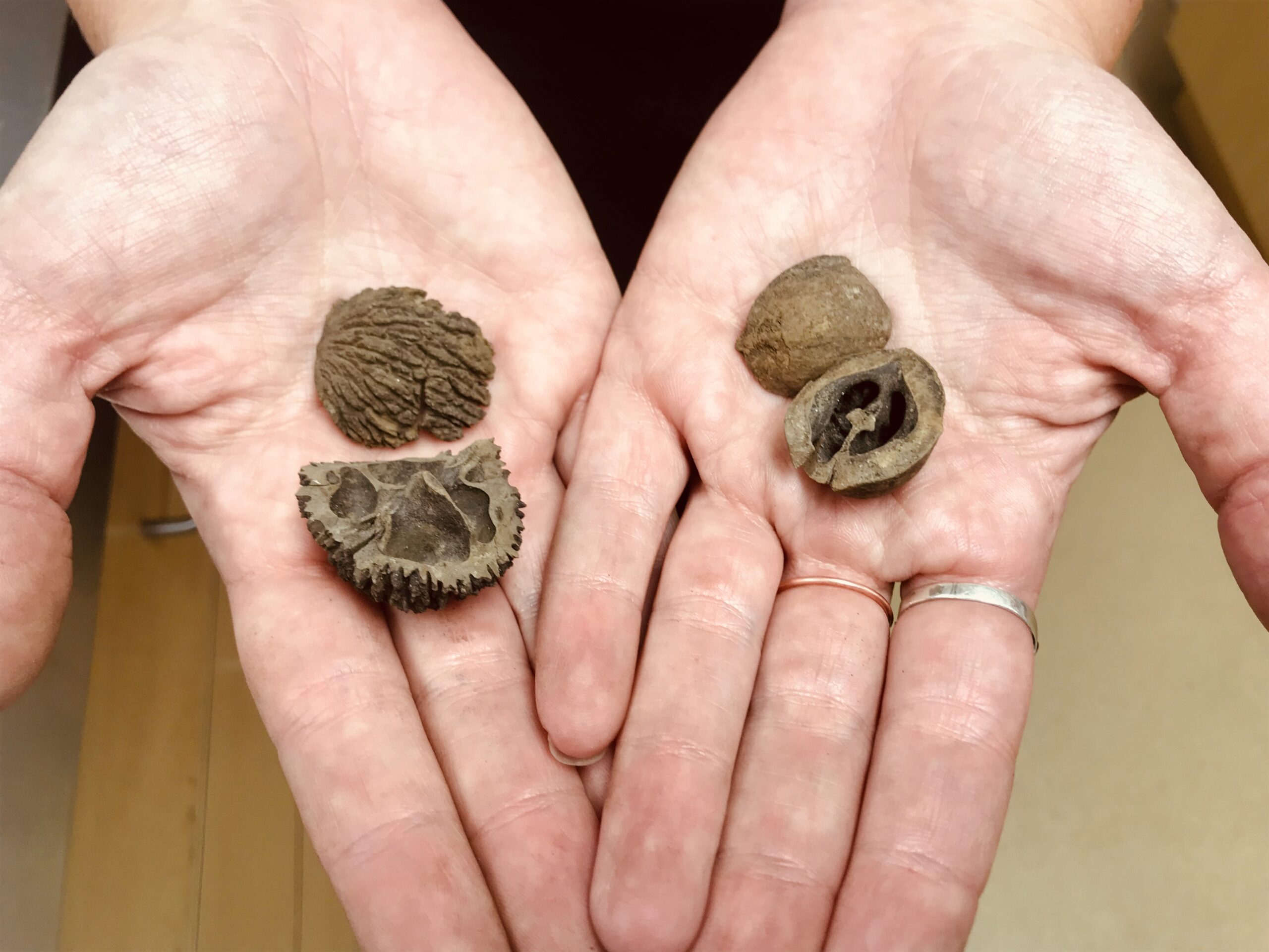 Nutshells during sorting process. On the left are black walnut shells, on the right are hickory nut shells
