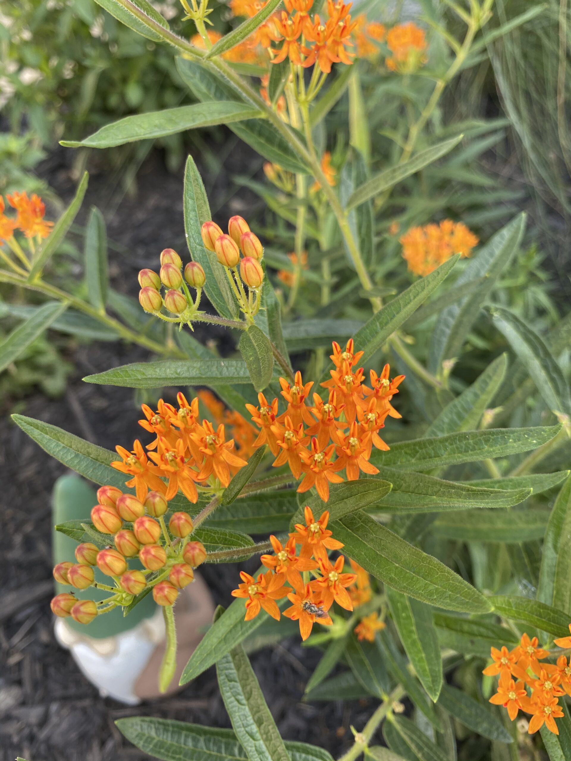 Butterfly weed flowers