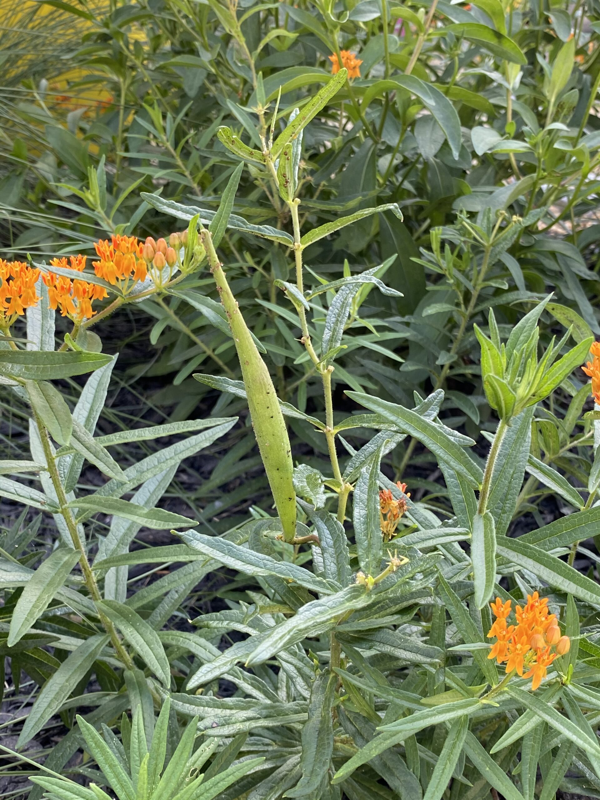 Butterfly weed
