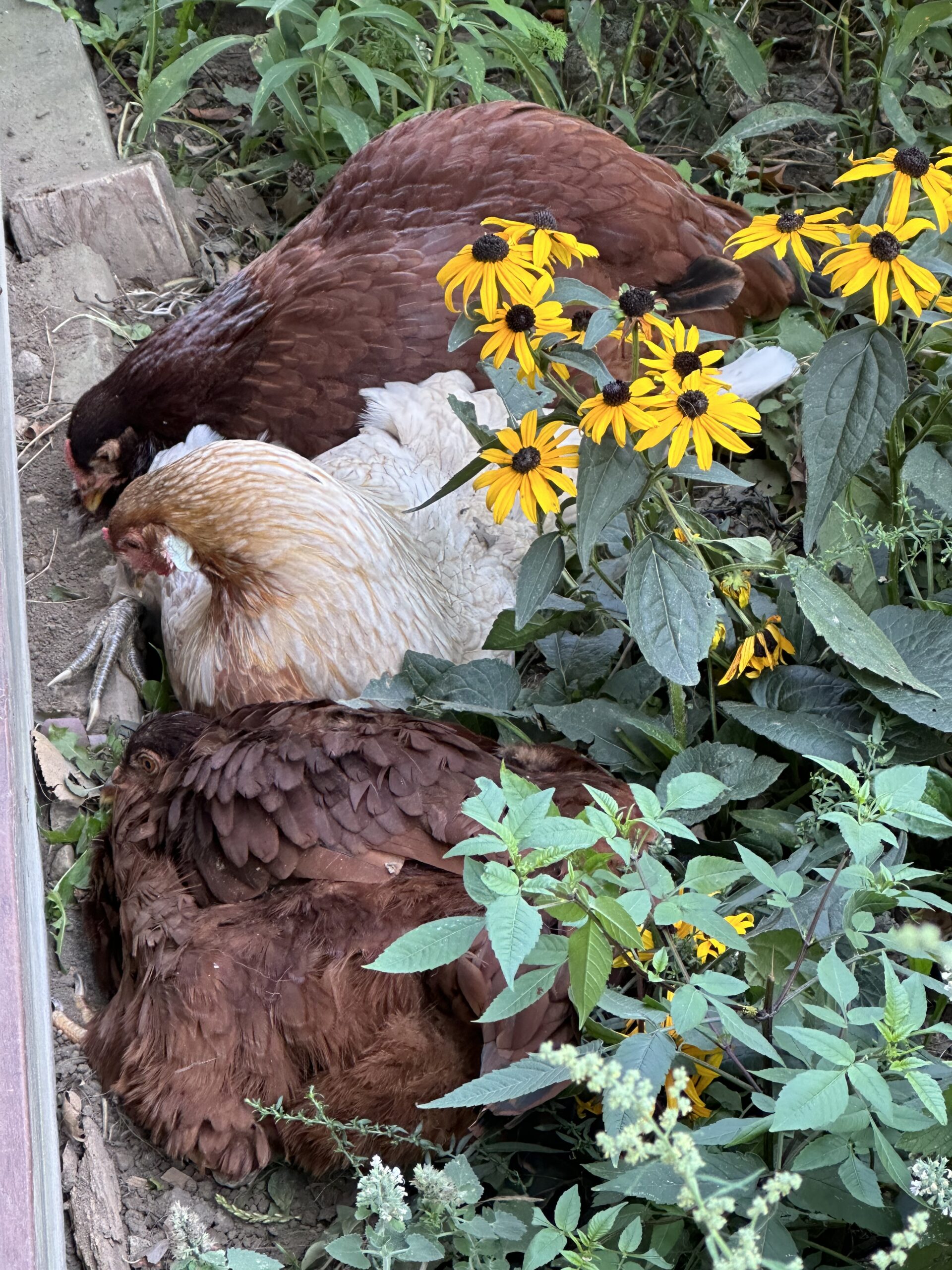 Chickens in the garden with late-summer flowers