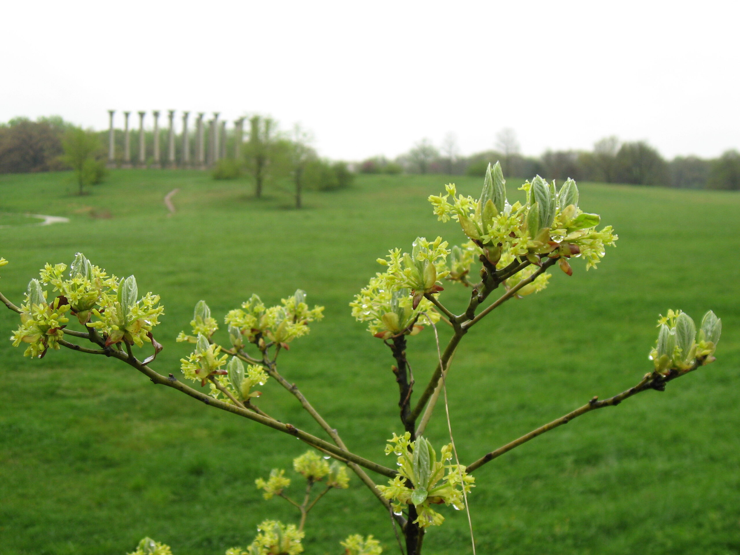 Sassafras flowers and emerging leaves