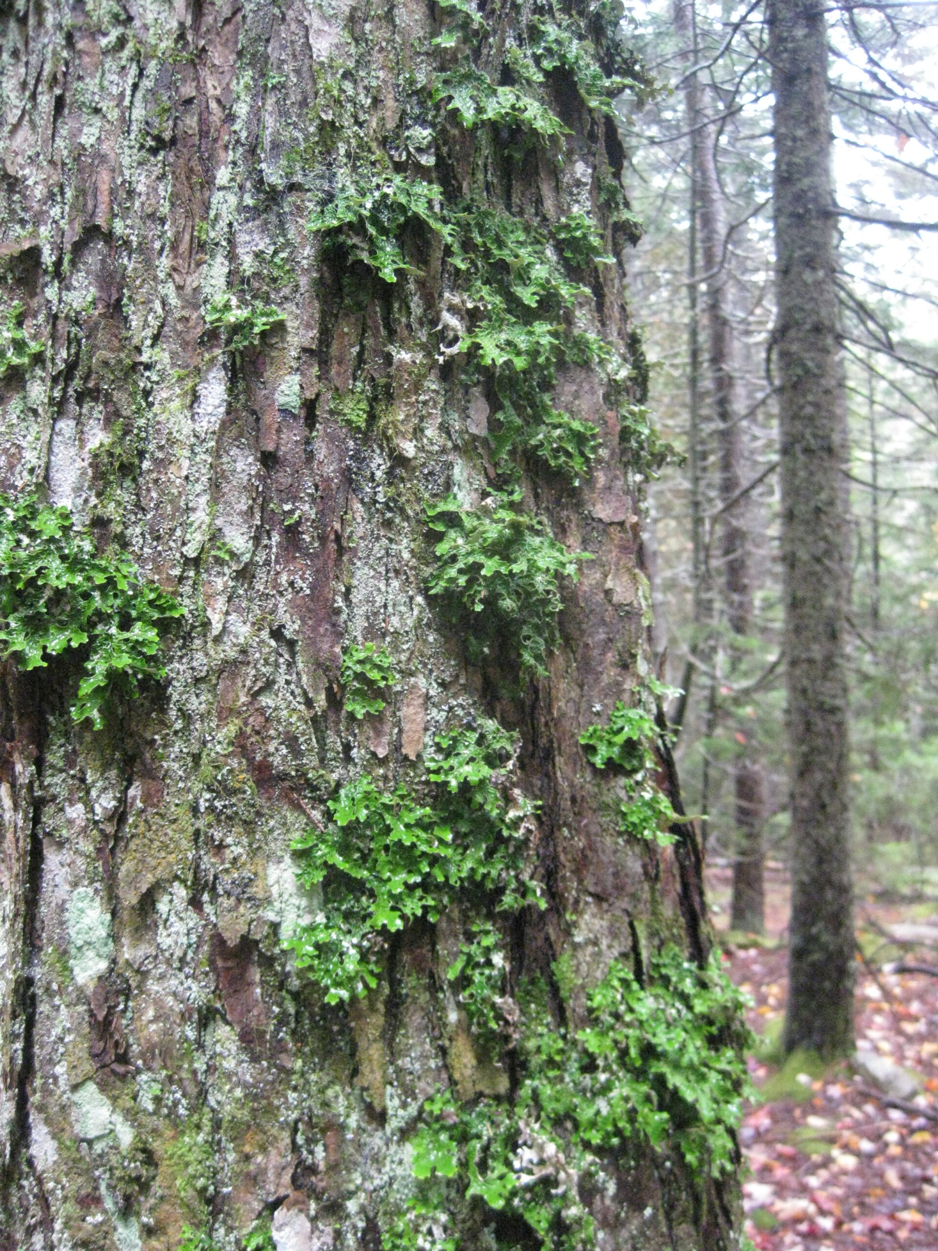 IMG_4441 Lobaria pulmonaia tree lungwort,