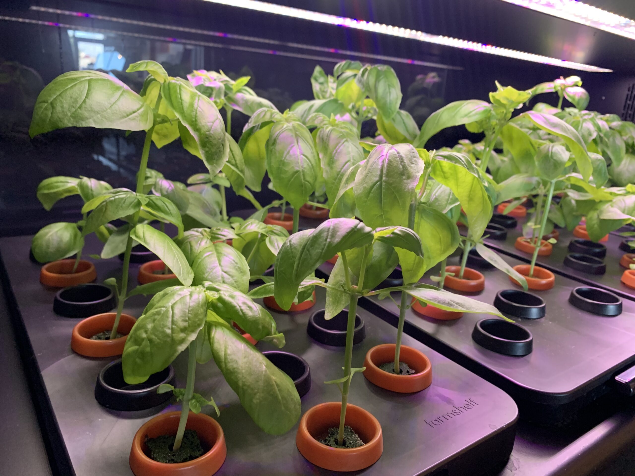 Hydroponic Basil