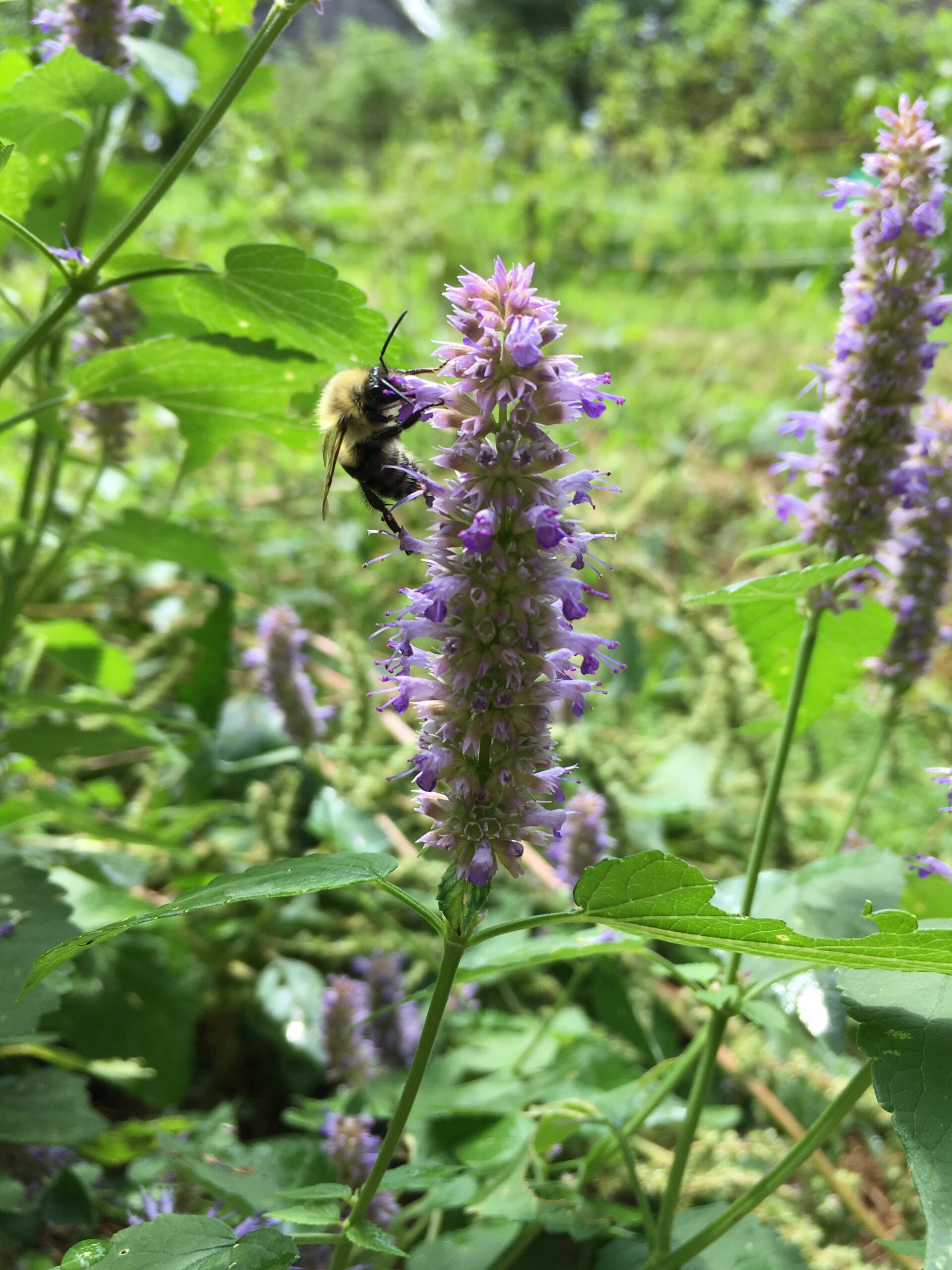 Agastache