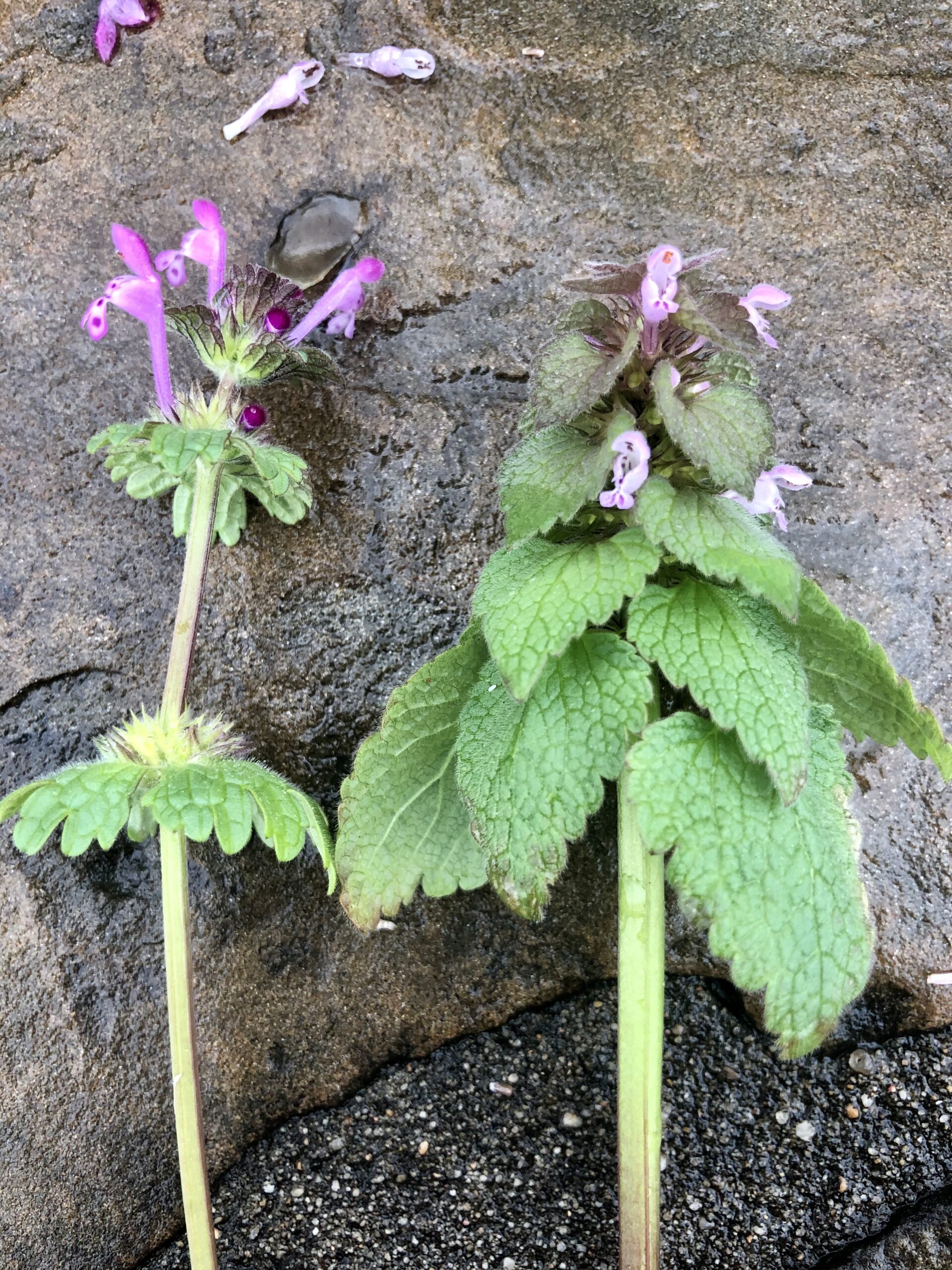 Dead Nettle & Henbit plant