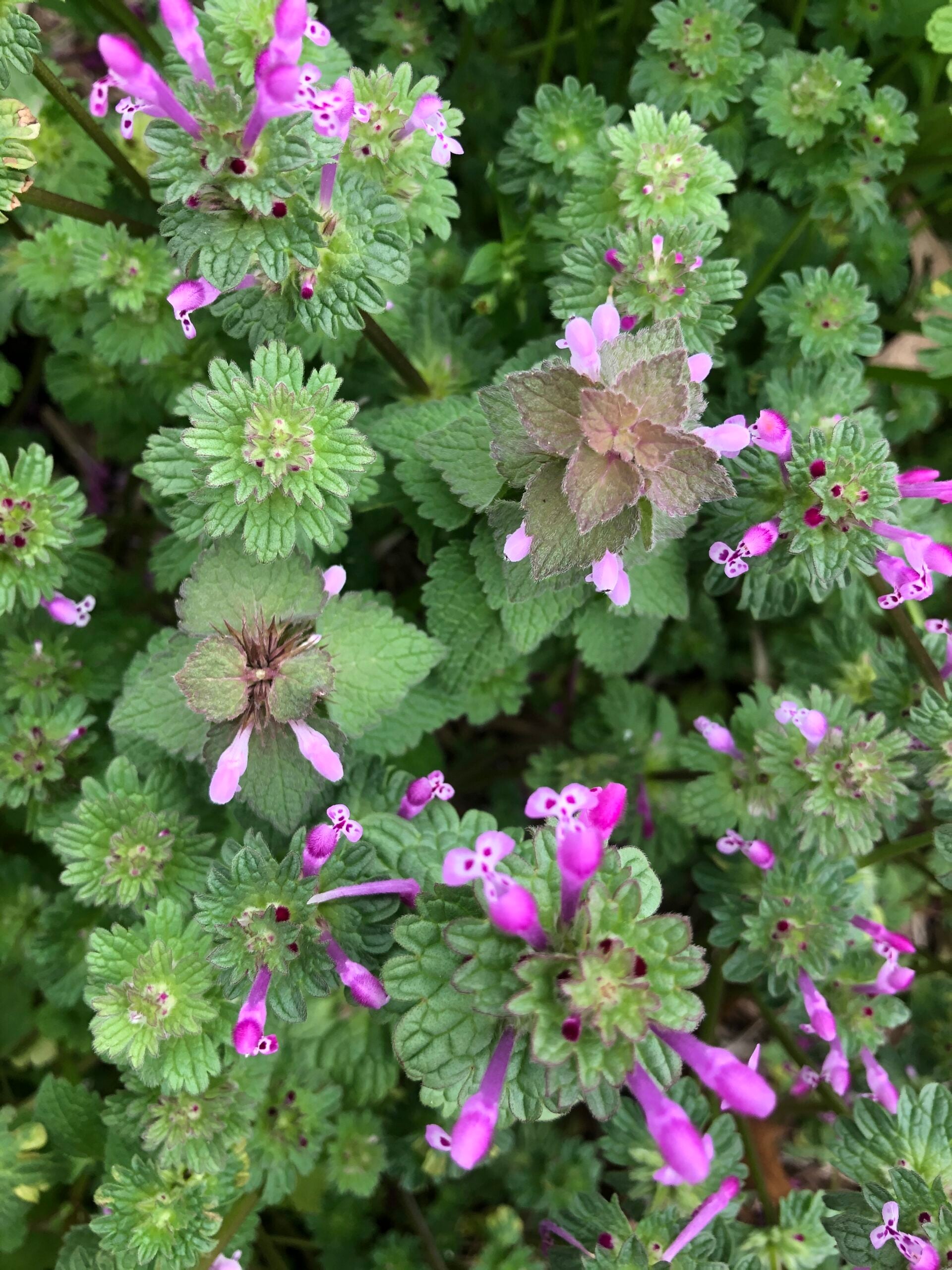 Dead Nettle & Henbit