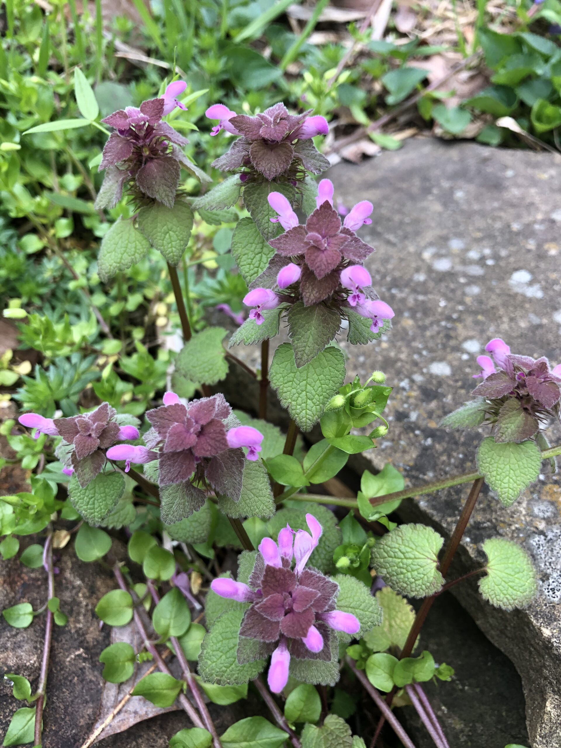 Dead nettle