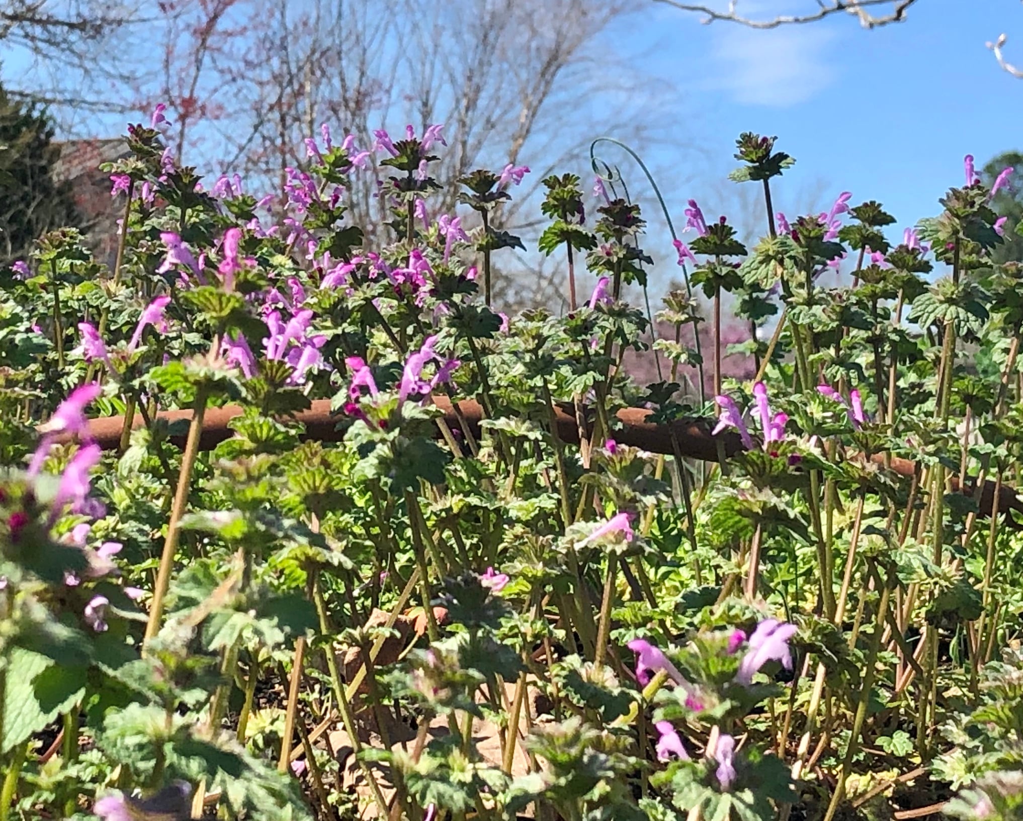 Henbit