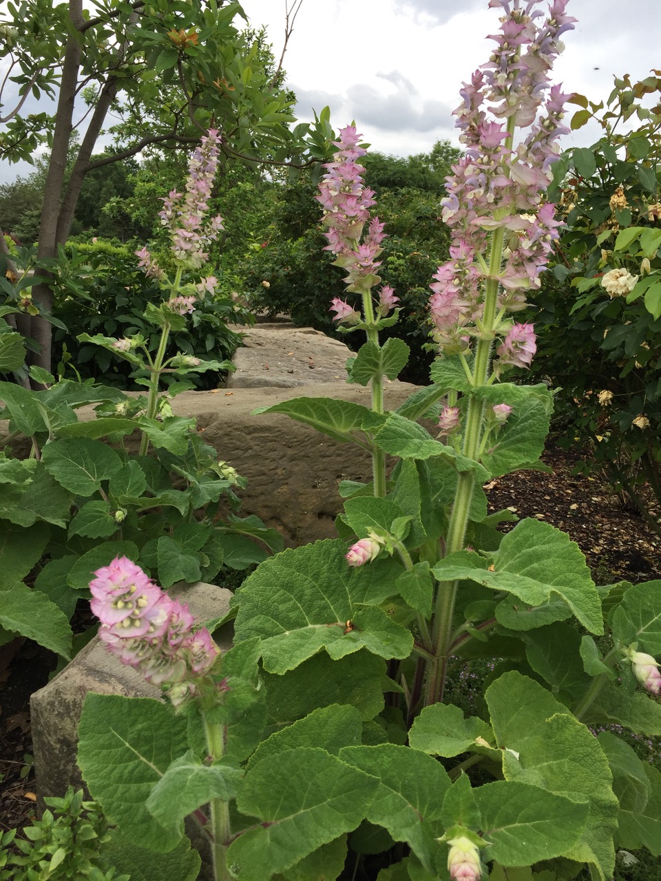 Clary sage