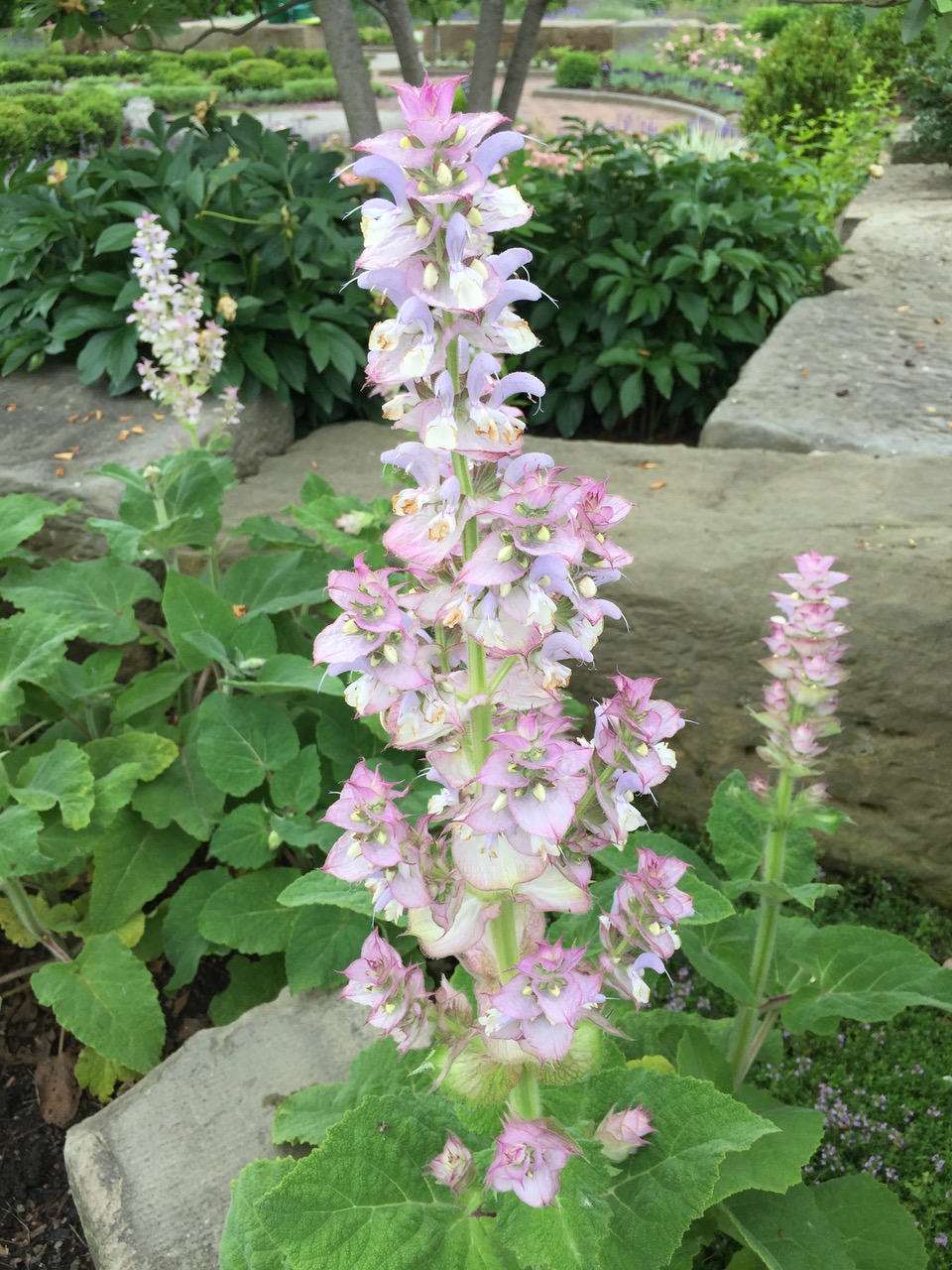 Clary sage