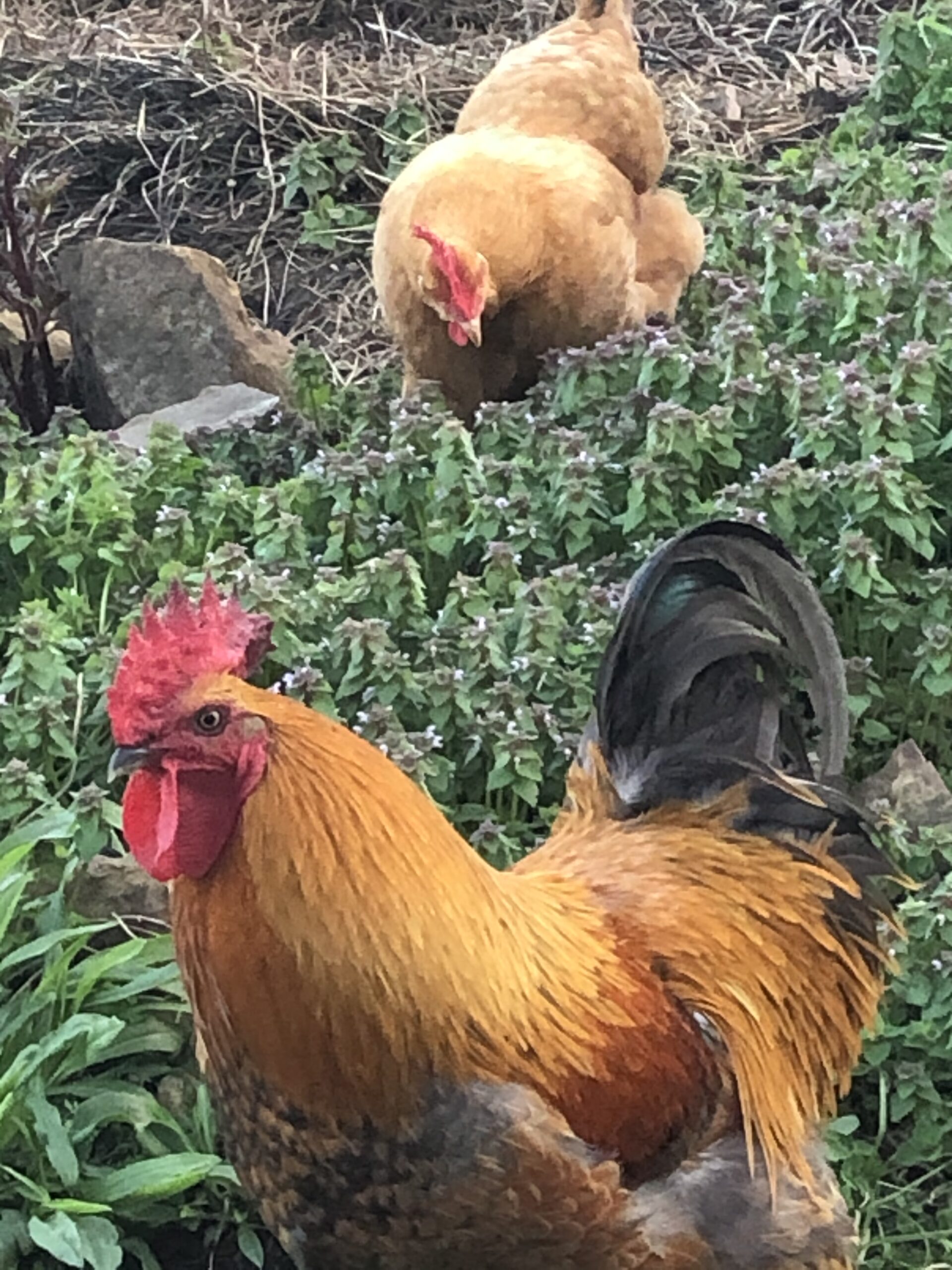 Chickens in the dead nettle.
