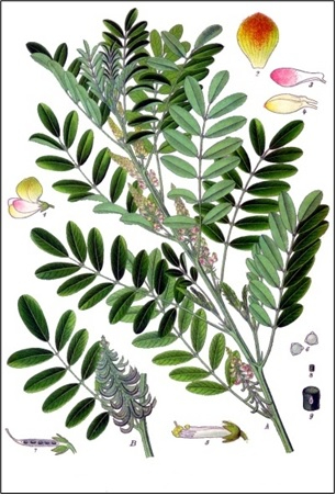 Indigofera suffruticosa
