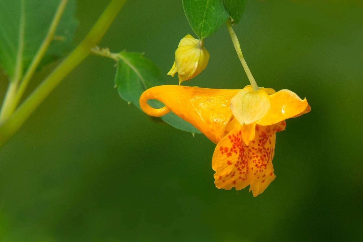 Jewelweed