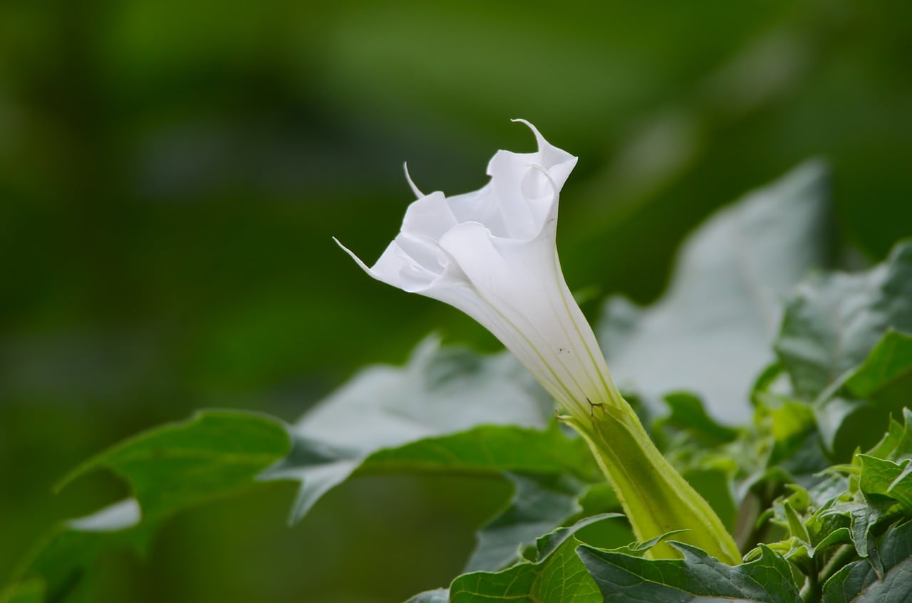 Jimson weed flower
