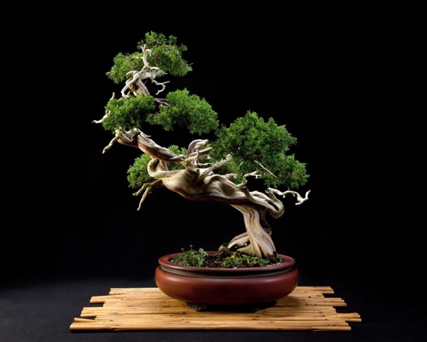 Juniper bonsai
