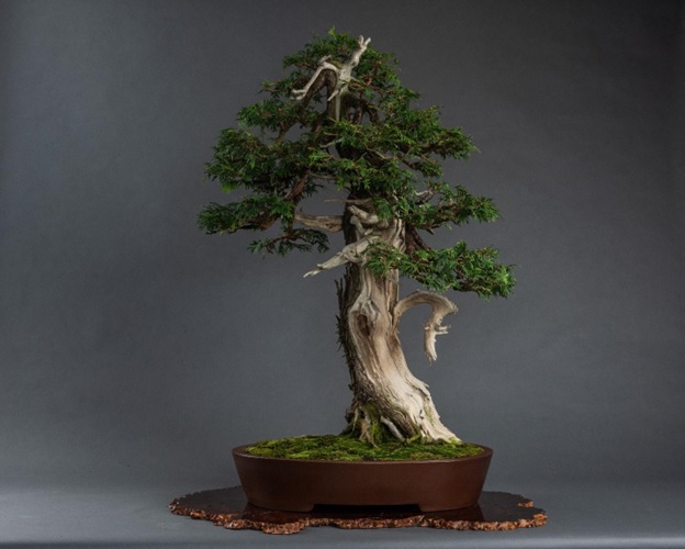 Eastern red cedar bonsai