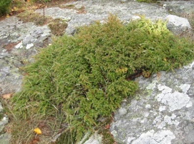 Juniperus communis