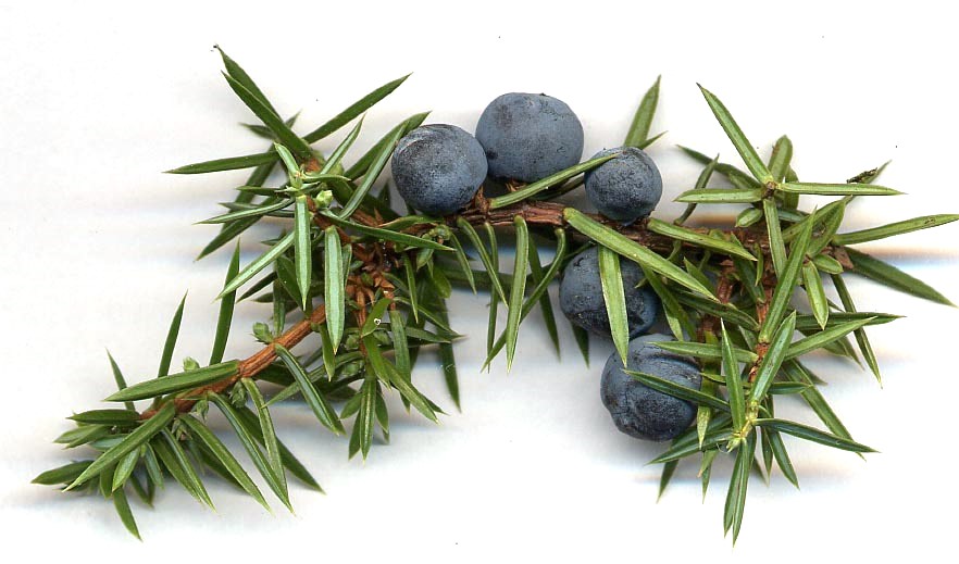 Juniperus communis cones