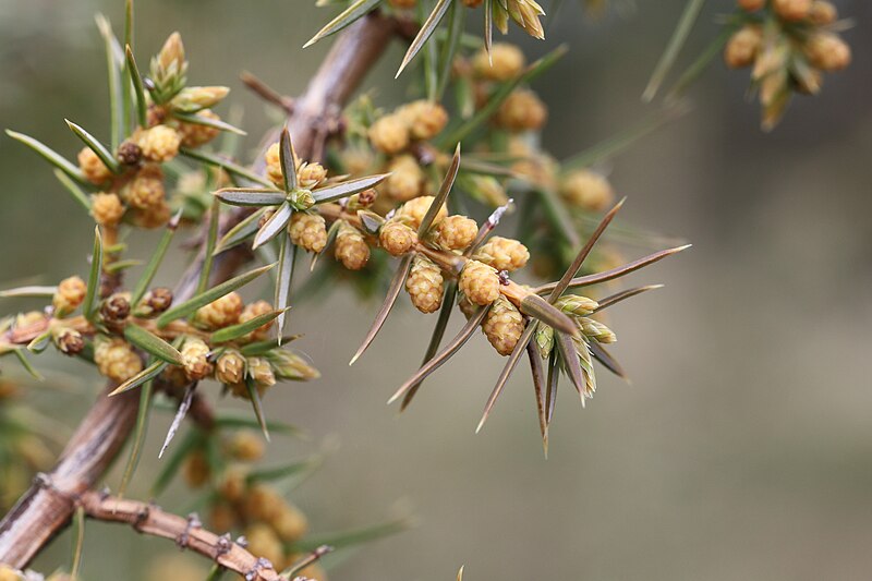 Photo of Juniper male cones on the branch