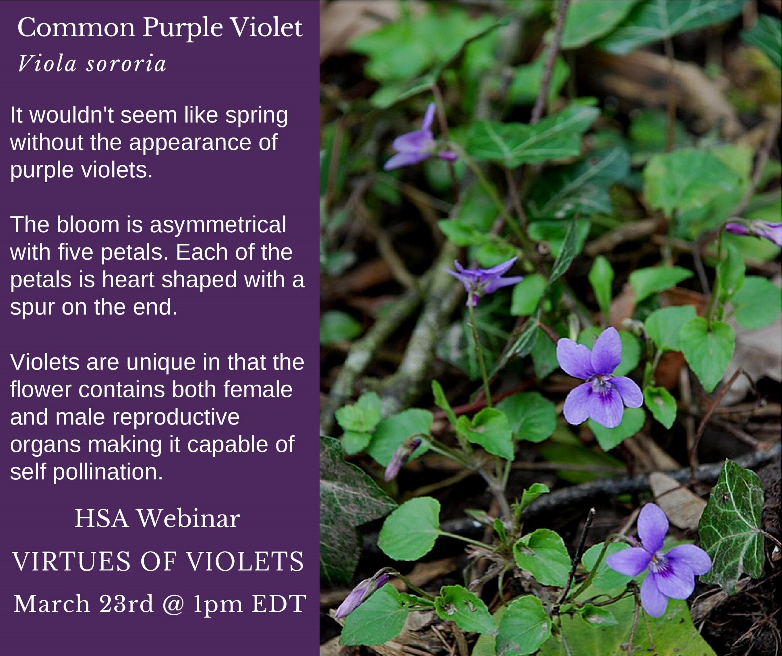 Common purple violet