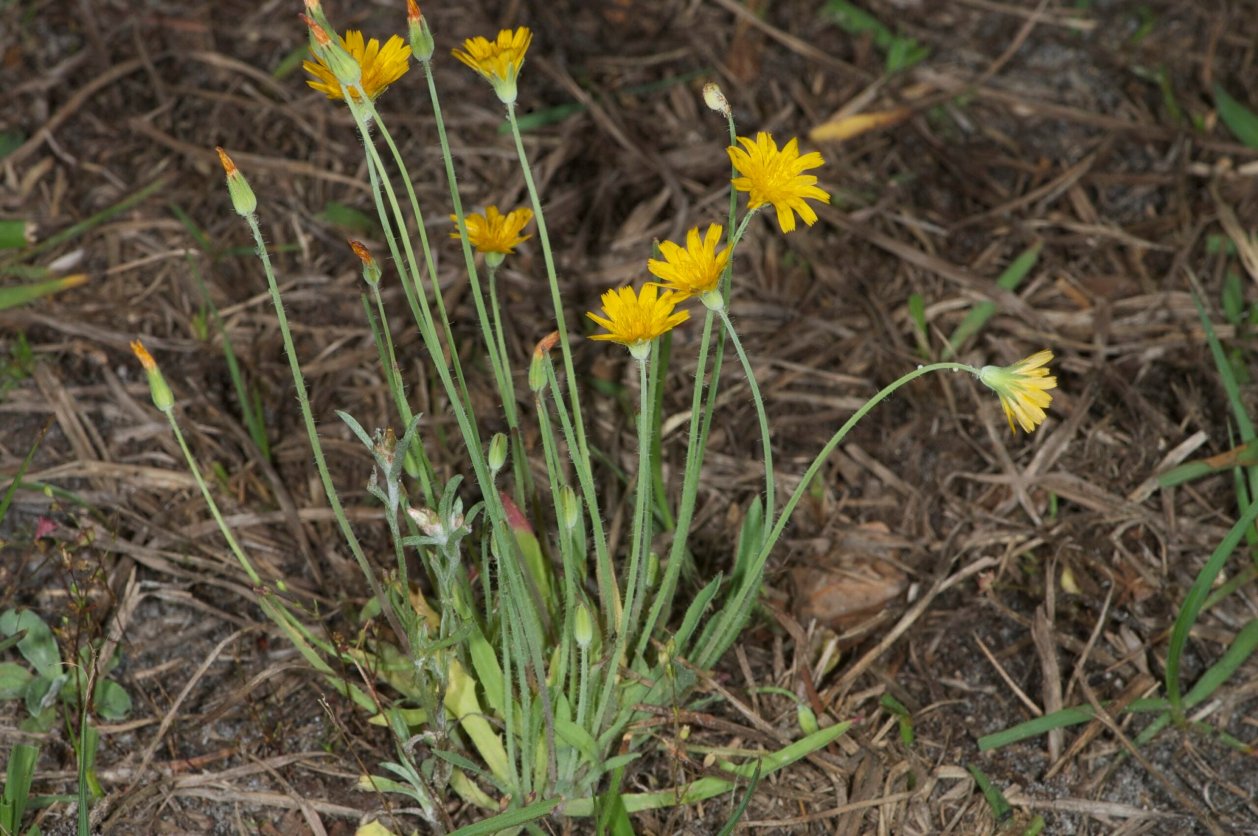 Photo of Krigia virginica