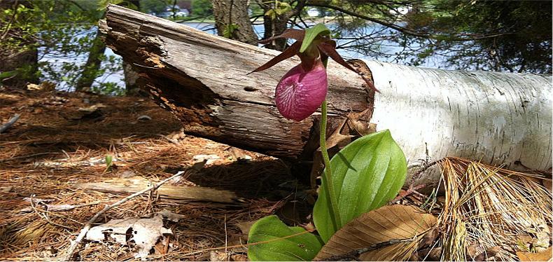 lady slipper