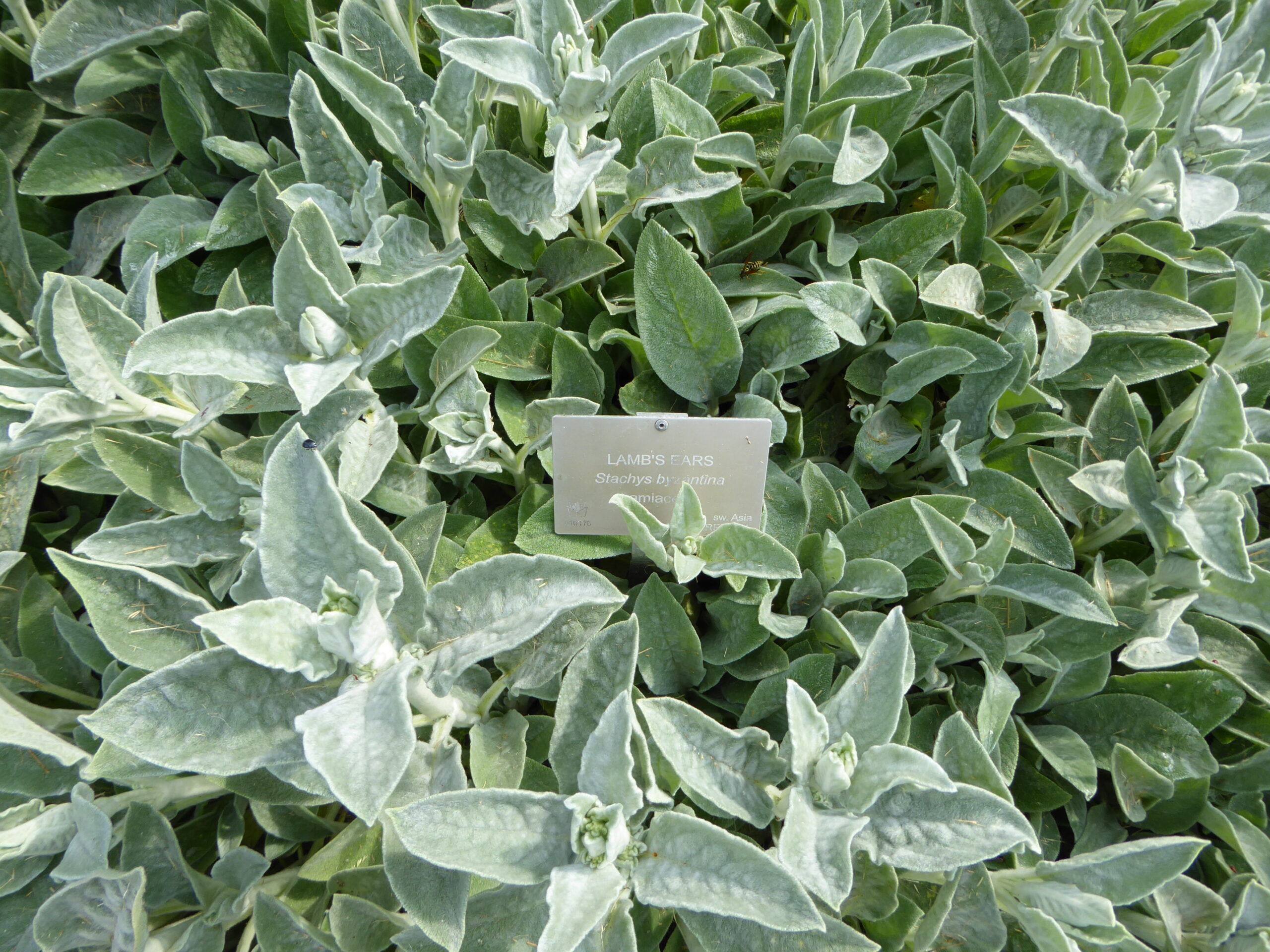 lambs-ear-herbs-16-niagara-parks-botanical-garden