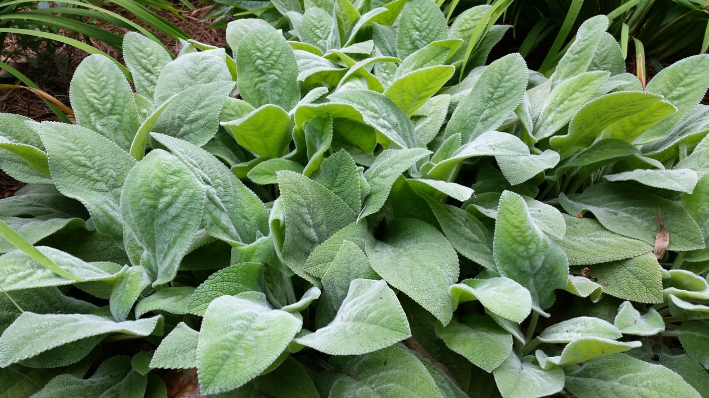 lambs ear