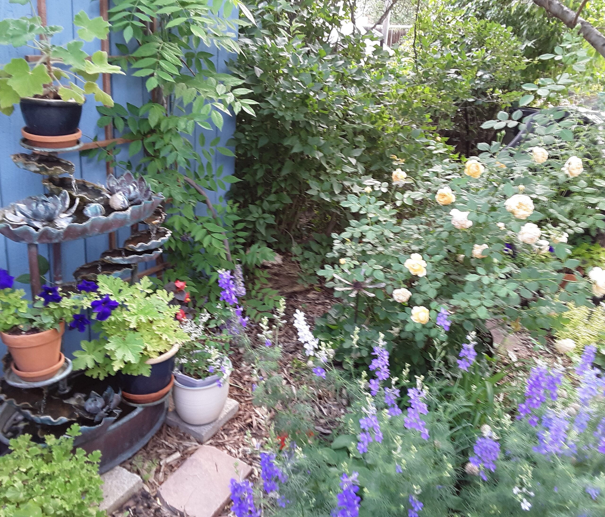 Purple larkspur in the foreground, with apricot roses and various pots in the background