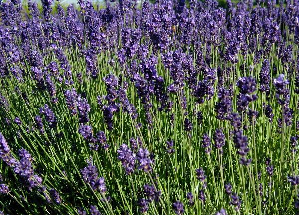 Purple lavender flowers