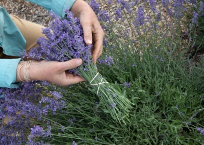 Lavender in the Kitchen: Flavor Profiles Across Species and Cultivars