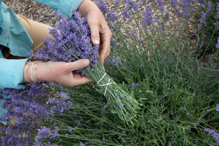 Lavender in the Kitchen: Flavor Profiles Across Species and Cultivars