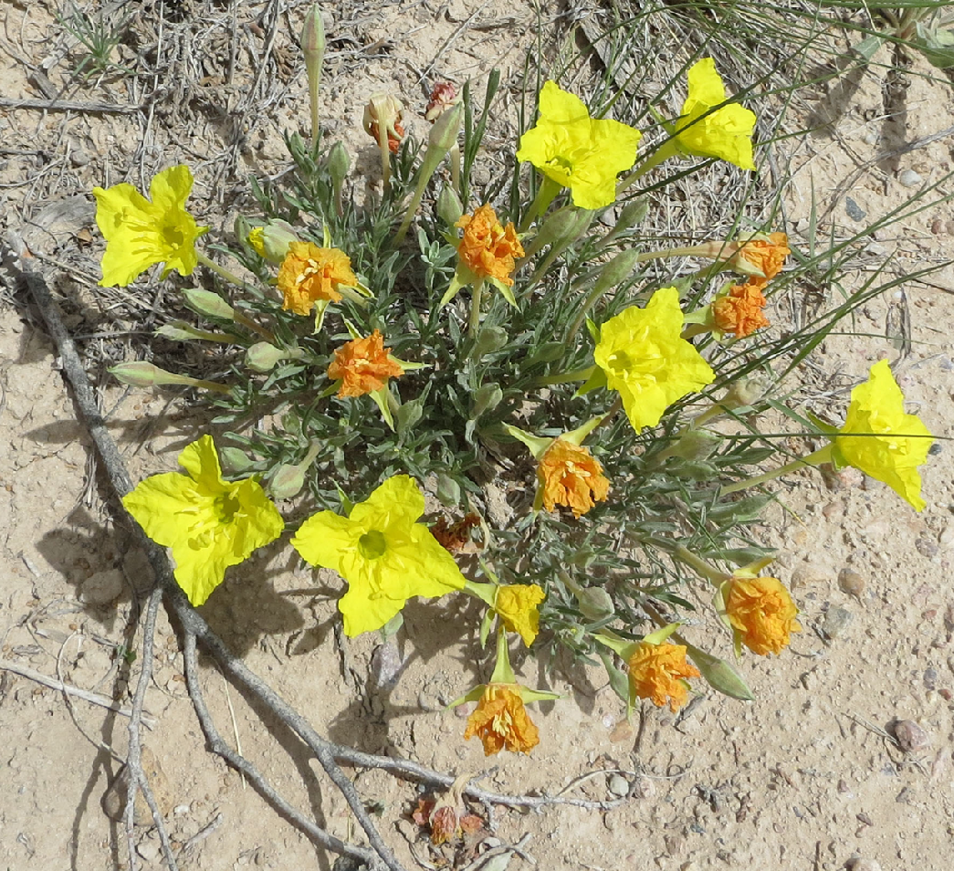 Lavender leaved evening primrose