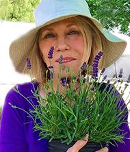lavender nancy