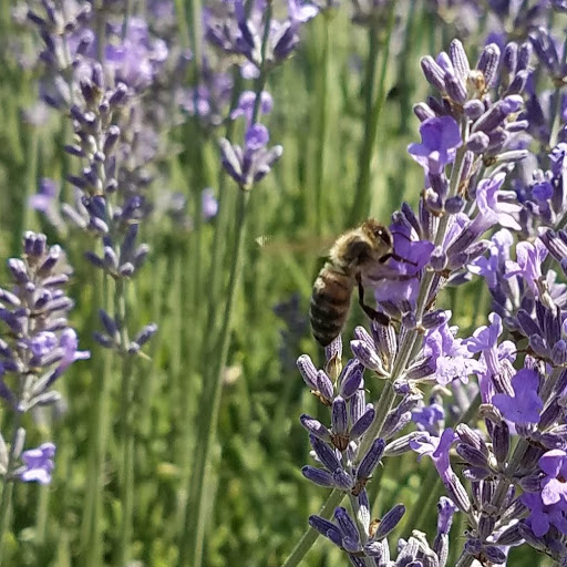 lavender with bug