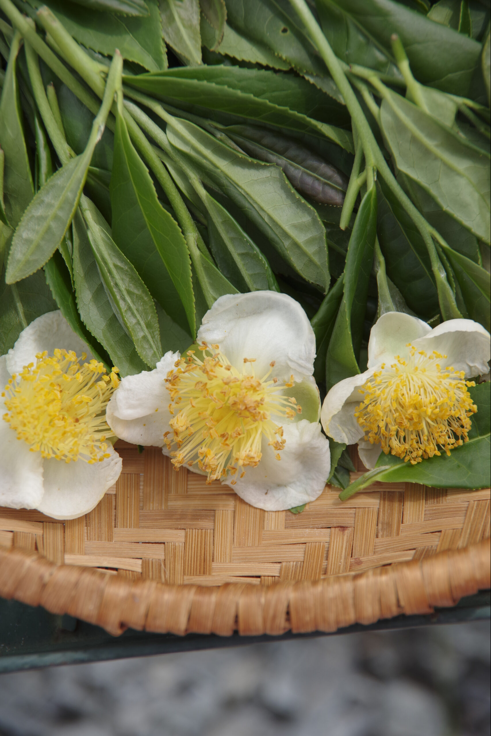 A basket of fresh tea leaves and three white flowers
