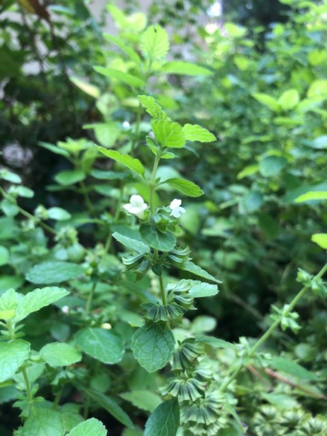 Lemon balm flower
