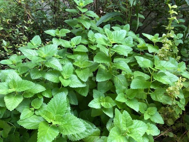 lemon balm