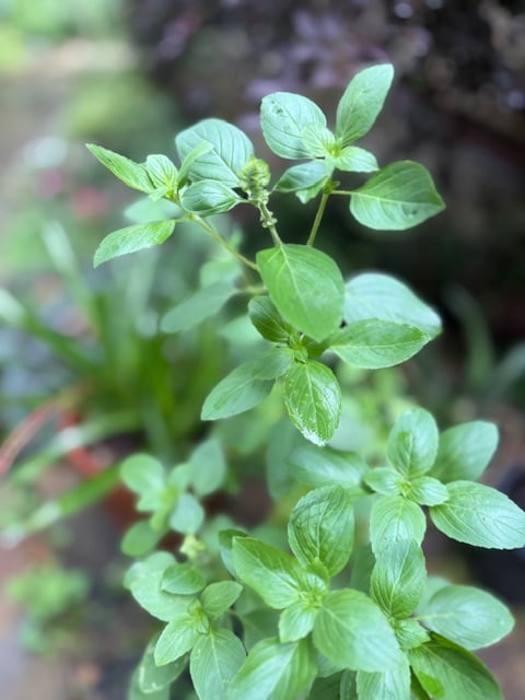 Lemon basil leaves