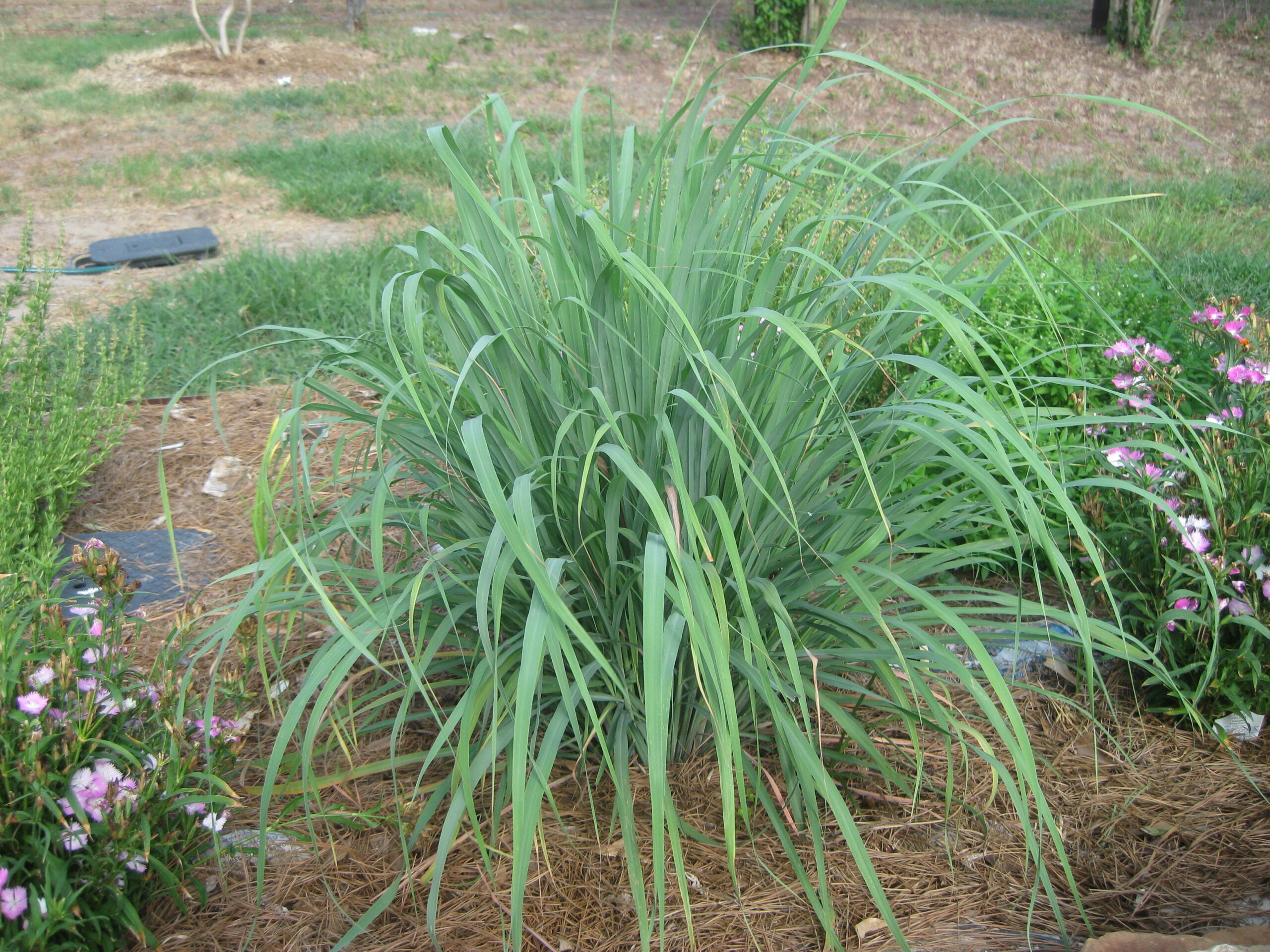 Lemongrass in the garden