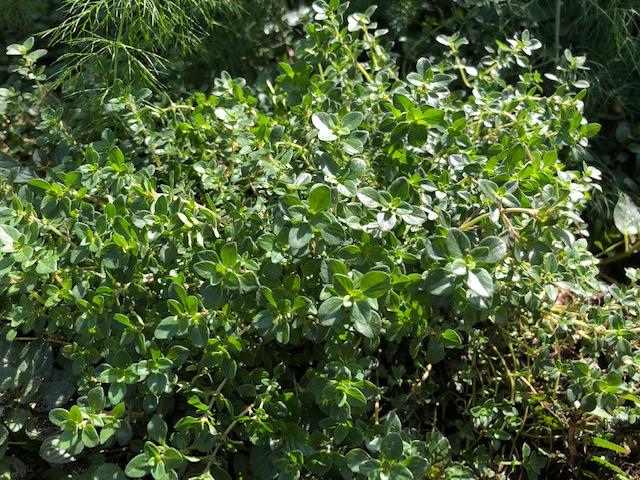lemon thyme HOM 2019