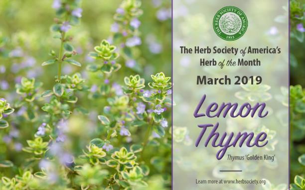 Lemon thyme, HOM