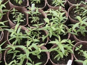Cuttings of lemon verbena